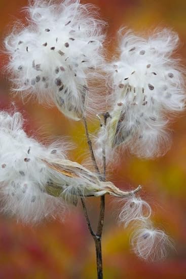 Karmakara Canada Quebec Milkweed Releasing Seeds Fine Art Print Wall Art On Canvas Only No Frame Image Size Is 11 X 17 Inch Amazon In Home Kitchen