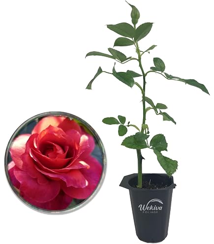 Amazon.com : Koko Loko Rose Bush - Single - 2 Inch Pot