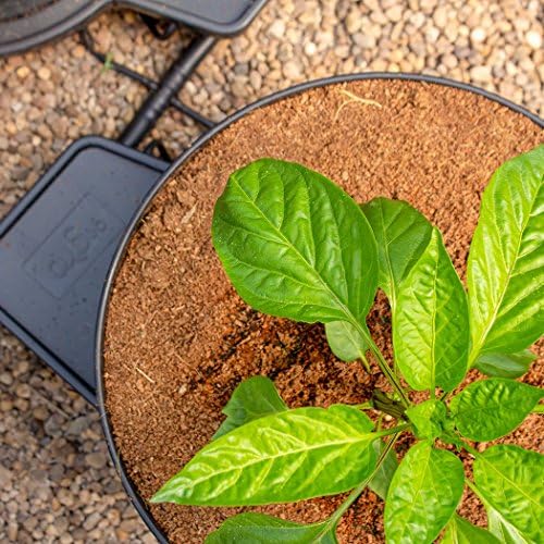 Sistema de riego automático de 2 plantas GoGro Essential ...