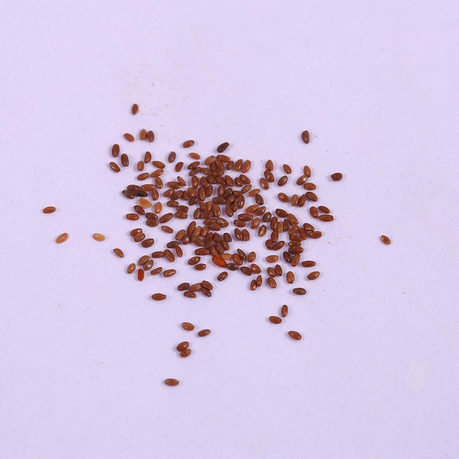 Zouvo 10/20/50/100 Particle Hyacinthus Orientalis Seeds Bonsai Flower Seeds (50)