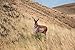 Montana Decoy Antelope Buck, Brown