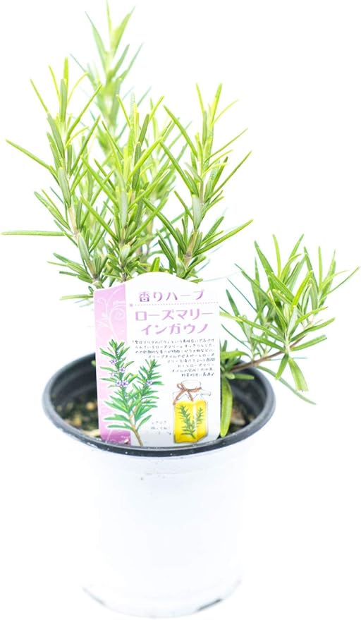 Amazon Co Jp ローズマリー ハーブ 香りハーブ 食用 クッキングハーブ キッチンハーブ 虫よけ グリーン 鉢花 鉢物 園芸 誕生日祝い 結婚記念日 引っ越し祝い Primeお急ぎ便 3号苗 3個セット ホーム キッチン