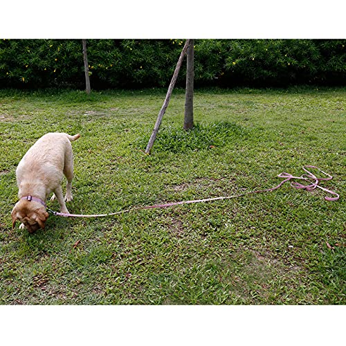 long leash for yard