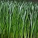 GreenView Fairway Formula Grass Seed Turf Type Tall Fescue Sun & Shade Blend, 10 lb Bag