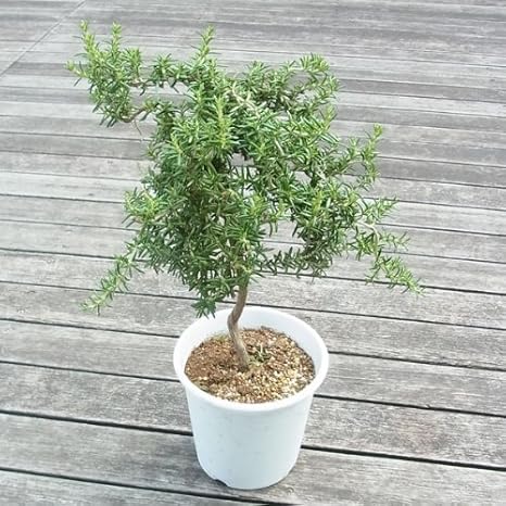 Amazon Co Jp ローズマリー スタンダード仕立て 這性 6号鉢植え Diy 工具 ガーデン