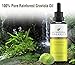 Premium Soursop Tree Oil by Au Natural Organics - Pure Organic Guanabana Extract, Original Amazon Graviola Oil, Incredible Beneficial Effects, Immune System & Metabolism Booster, Anti-aging Power