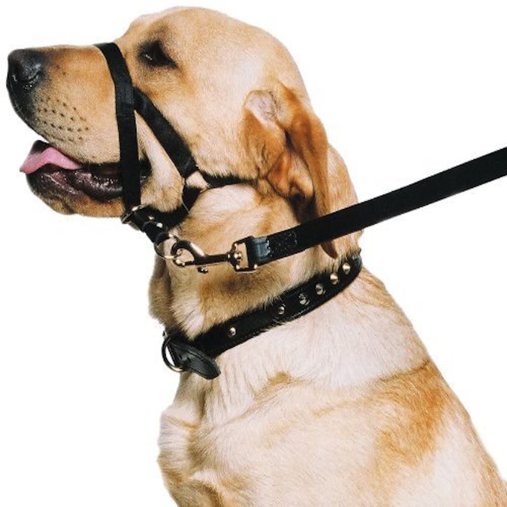 Ancol Weatherproof Nylon Dog Training Halter Head Collar - Black - Sturdy Pulling Control Pet Walking Accessory - Small