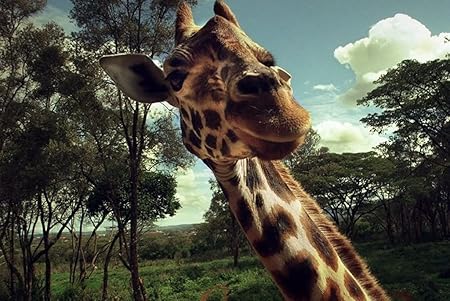 Amazon Co Jp A0 特大 ポスター キリン顔草木 壁紙ウォールステッカーポスター A0 11x841mm Generic