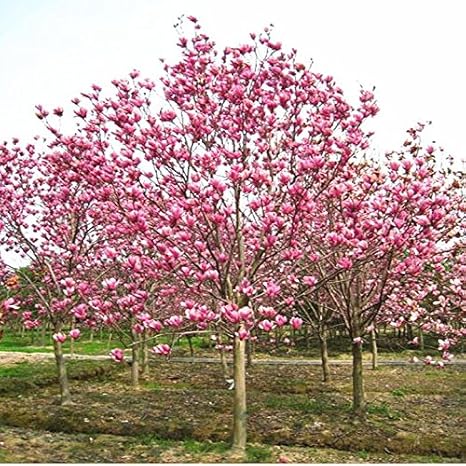 Magnolia Seed Magnolia Tree Flower Seeds Perennial Garden Aromatic Plant Seeds Amazon Ca Patio Lawn Garden