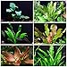 Rooted Live Aquarium Plant Bundle - 6 Easy Species | Snail Free Guaranteed
