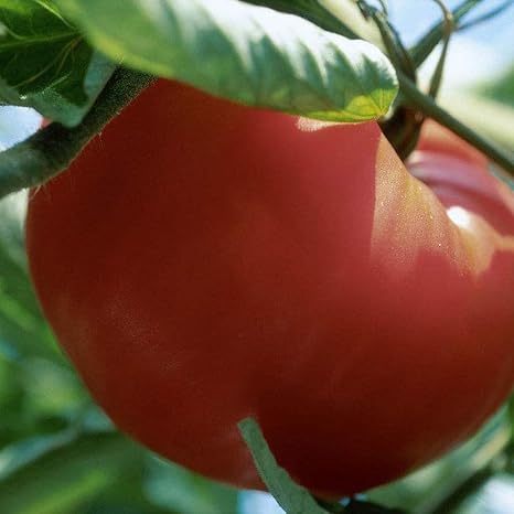FastDirect Semillas de Tomates Gigantes Rojos 10 PCS Semillas de ...