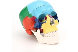 RONTEN Human Skull Anatomical Model, Painted Medical Skull 3-Part Removable Skull Cap and Moving Jaw, Display Model for Medical Student Human Anatomy Teaching and Studying(Asia)