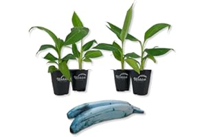 WEKIVA FOLIAGE Ice Cream Banana Tree - 4 Live Starter Plants - Musa Blue Java - Edible Fruit Bearing Tree for The Patio and Garden