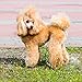 Poodles 2018 16 Month Wall Calendar 12 x 12 inches Bright Day Calendars Publishing