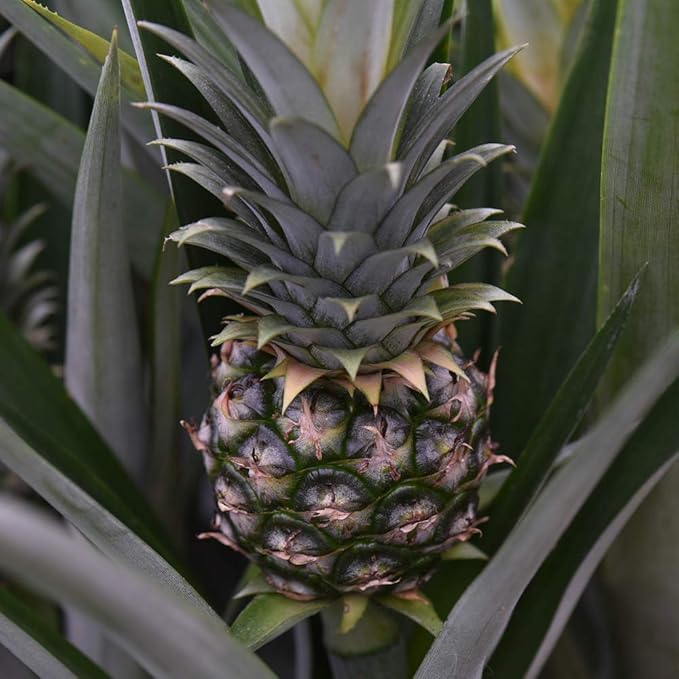 Pineapple Plant Fruiting House Plant Grow Your Own Exotic Fruit for