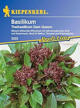 Basilikum Thaibasilikum Siam Queen