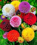 Seeds Dahlia Pompon Mix Flower Annual Beautiful Outdoor Garden Cut Organic Ukraine