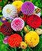 Seeds Dahlia Pompon Mix Flower Annual Beautiful Outdoor Garden Cut Organic Ukraine