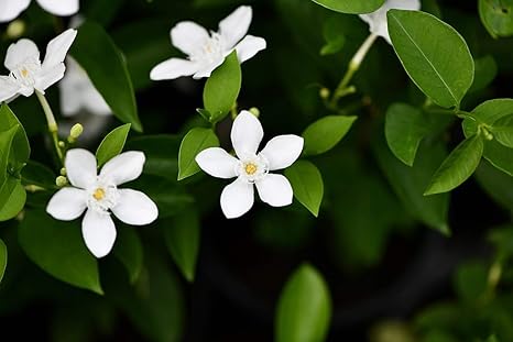 Creative Farmer Garden Plant Srilankan Jasmine Flower Winter Cherry Tree All Season Bloom White Plant 1 Healthy Live Plant Amazon In Garden Outdoors
