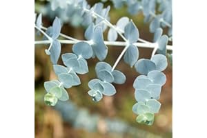 Yunaksea Baby Blue Eucalyptus Live Plant in 2.5 Inch Pot Eucalyptus Tree Plant for Planting Growing