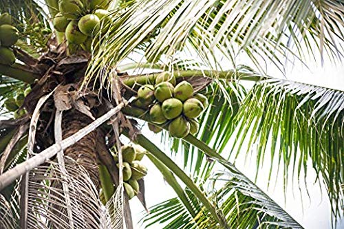 Taste Nirvana Real Coconut Water, Coco Real Premium Coconut Water, 16.2 Ounce Cans (Pack of 65) (Pack of 65)