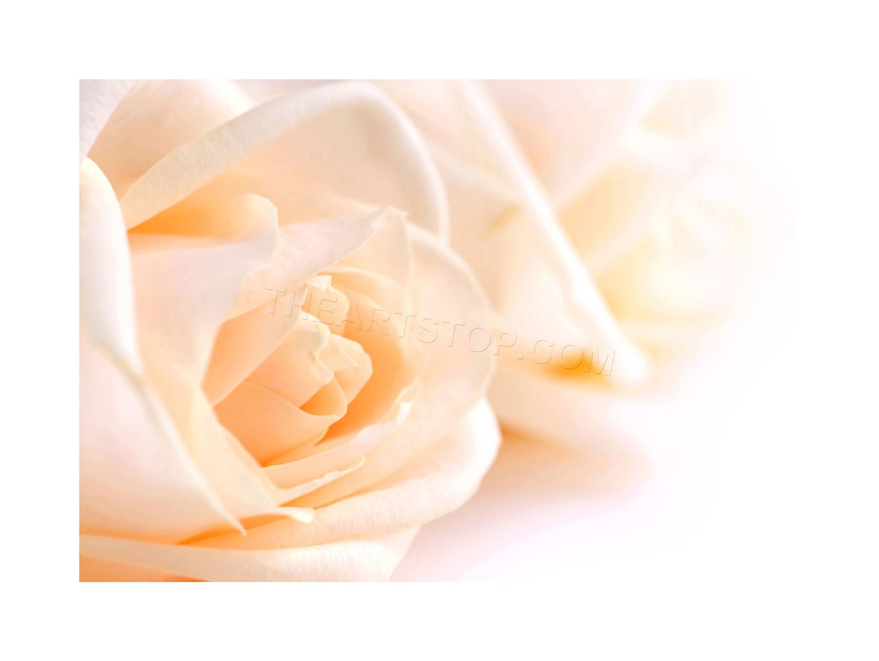 Wee Blue Coo Photo Beige Cream Roses Flower Wedding Wall Art Print