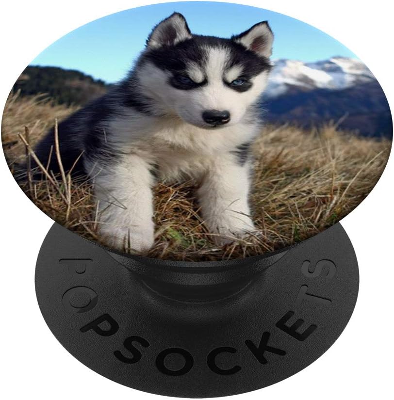 baby alaskan huskies