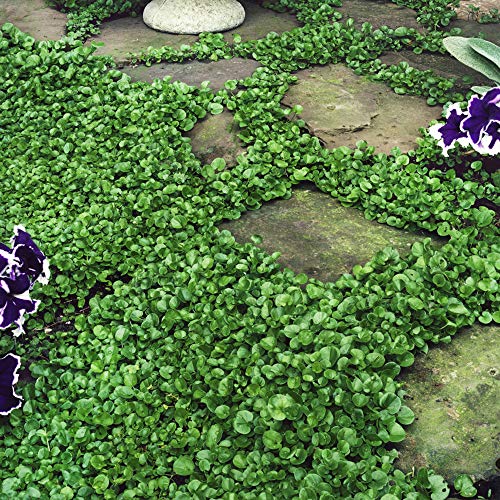 Outsidepride Warm Season Perennial Dichondra Repens Dwarf, Low Ground Ground Cover Plant & Lawn