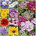 Package of 3,000 Seeds, Perennial Wildflower Mixture (100% Pure Live Seed) Non-GMO Seeds by Seed Needs