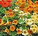 The Dirty Gardener Organic Dwarf Nasturtium Jewel Mix, 25+ Seeds