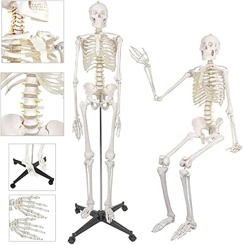Amazon 180cmの骸骨モデル解剖バンドルライフサイズ骨格系6ボーンズアジャスタブルローリングスタンド そしてダストカバー Yysdh スポーツ アウトドア