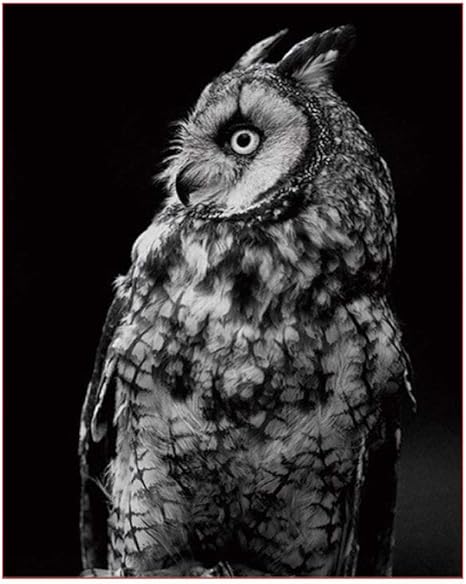 Amazon Co Jp 数字油絵 Diy デジタル油絵 子供 大人 初心者 黒フクロウ ホームインテリア40x50cm フレームなし ホーム キッチン