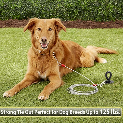 dog yard leash