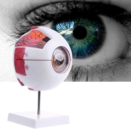 Rziioo Globo Del Ojo Humano Magnificado Modelo Anatomico Del Ojo Modelo Del Globo Del Ojo Humano Modelo De La Ensenanza Medicina Amazon Es Hogar
