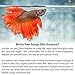 SunGrow Betta Bed Kit, 4 to 6-inches, Comfy Hammock, Rest Area for Fish, Improves Health by Simulating Betta's Native Habitat, 6 Beds + 2 Suction Cups Included