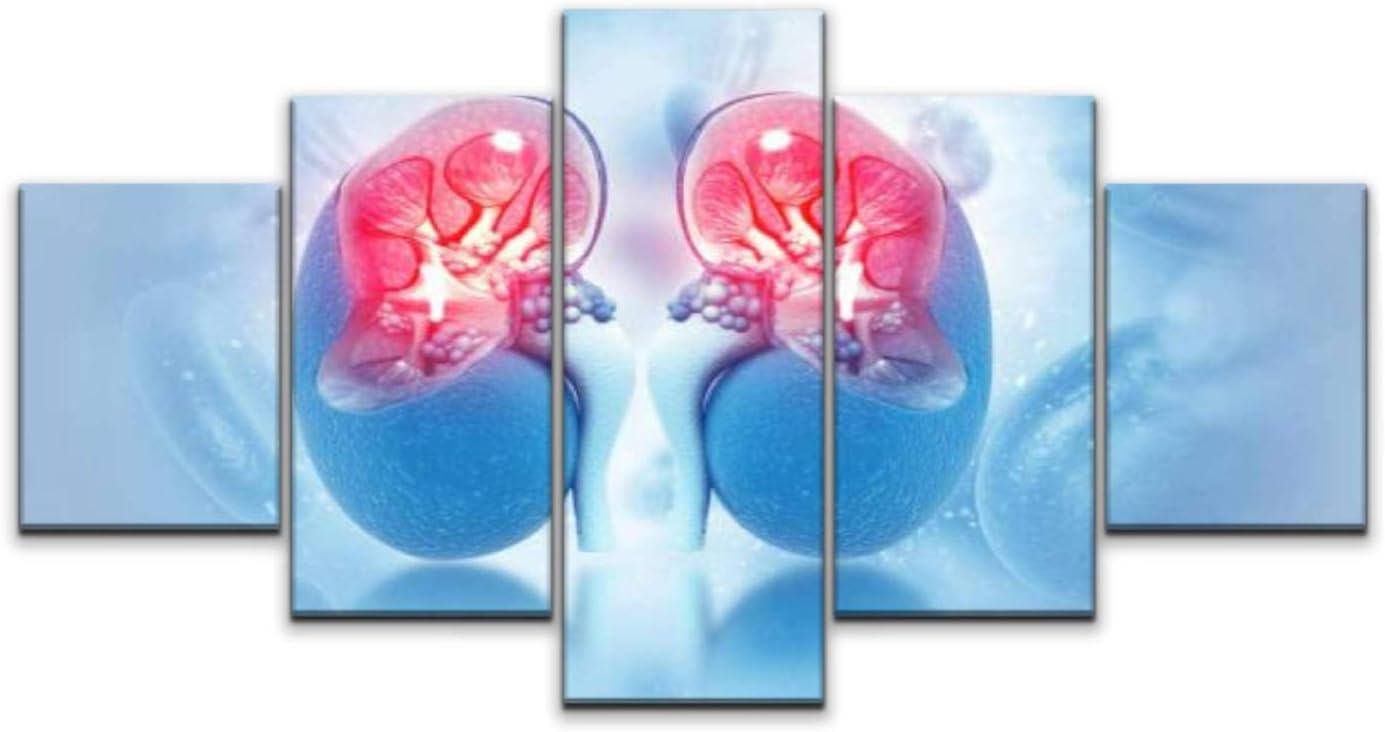 Paintings - Skipvelo Human Kidney Cross Section on Scientific Background Wall Art Canvas Prints Pictures Paintings Artwork Home Decor Stretched and Framed - 5 Pieces