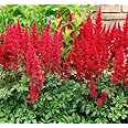 Votaniki Astilbe Montgomery Bare Root - Perennial, Large Blooms, Astilbe Root for Planting | Perfect for Any Gardens - Easy to Grow, Low Maintenance Flower (1 Pack)