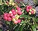 Pink Lemonade Blueberry Plant - 4" Pot