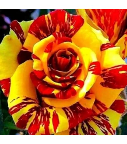 Amazon.com : DouxiE 20pcs Rare Twin Red White Rose Flower Seeds