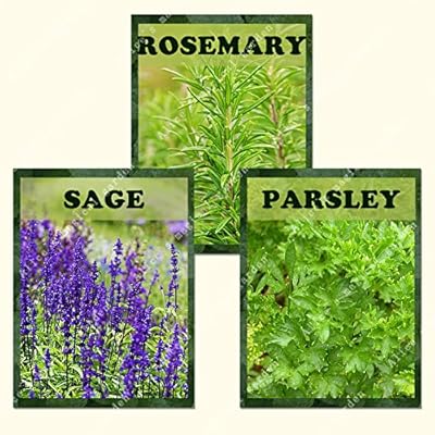 ZLKING 1100 albahaca, lavanda, tomillo rastrero semillas mezcla de ...