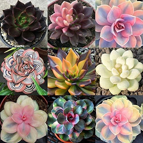 Flower Seeds, Plant Seeds, YESZ 100Pcs Mixed Rare Succulents Plant Seeds Garden Balcony Perennial Bonsai Decor - 100pcs Succulent Seeds