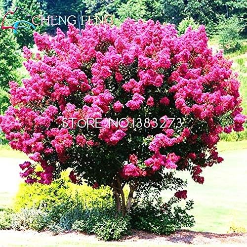 Green Seeds Co Ga Nstige Home Pflanzen Heirloom Bonsai 20 Sta Ck Krepp Myrte Bonsai Blume Pflanzen Garten Liefert Einfach Zu Beste Geschenk Blumen Baum Weiaÿ Amazon De Garten