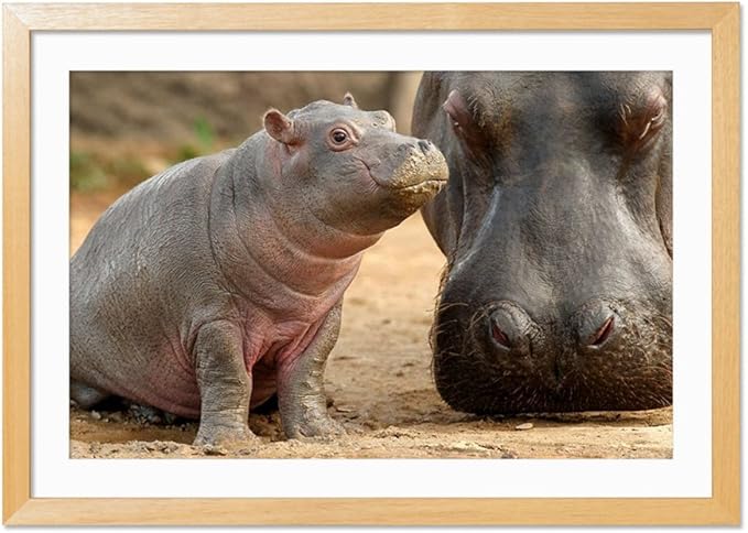 Amazon Co Jp カバ 動物の写真木製額縁アートポスター 30cmx40cm 原色 ホーム キッチン