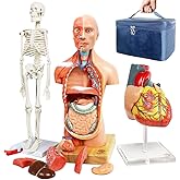EVOTECH SCIENTIFIC Human Body, Skeleton and Heart Models-Best Anatomy Model Bundle Set of 3 Hands-on 3D Model Study Tools for Medical Student Teacher