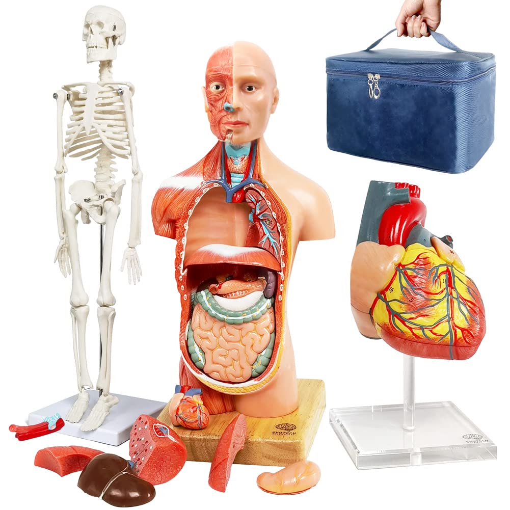 Photo 1 of EVOTECH SCIENTIFIC Human Body, Skeleton and Heart Models - Best Anatomy Bundle Set of 3 Hands-on 3D Study Tools for Medical Students or Educational Kit for Kids
