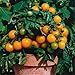 Orange Dwarf Cherry Tomato 'Venus' (Lycopersicon Esculentum Mill.) Vegetable Plant Seeds, Year Round Heirloom