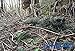 Miles Ghillie Rifle Wrap (Woodland)