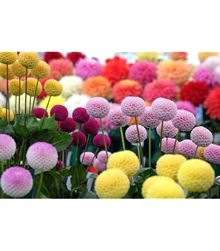 flower seed mixes Ferry-Morse Honey Bee Mix Bulk Flower Seeds, 1lb