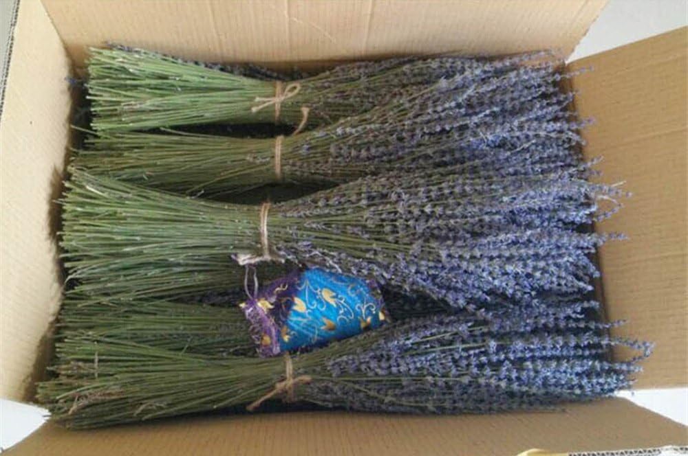 TooGet Lavender Dried Ultra Blue Bundles 200+ Stems(16" - 18" Long) for Home Decor Crafts, Gift, Wedding or Any Occasion - Image 4