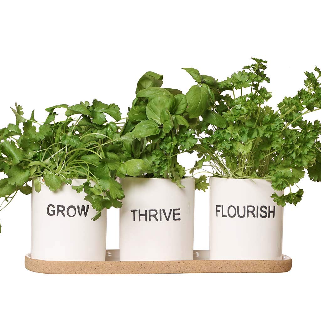 Dibor Indoor Herb Garden Planter Set Windowbox Flower Pots on Tray Wedding Anniversary Fathers Day Gardening Gift (BX05)